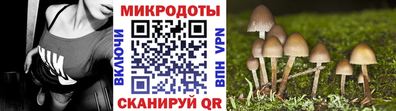 Галлюциногенные грибы Psilocybe  Козельск 